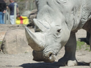 Fototapeta premium RHINO