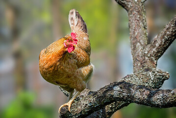 chicken on the tree in the backyard