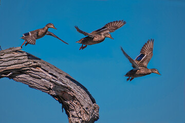 Three mallard ducks  in flight 