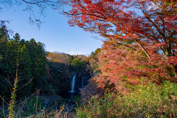 autumn in the forest