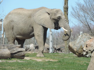 ELEPHA