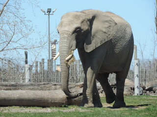 ELEPHA