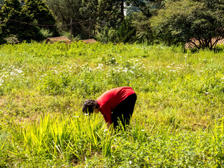 Woman wearing a red blouse and black trousers leaning on a  field, gardening