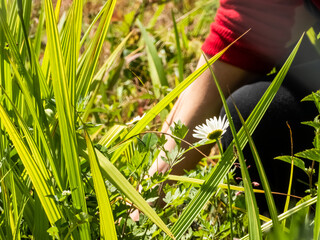 Hands and arms of a caucasian woman gardening on a grass field with daisies.
