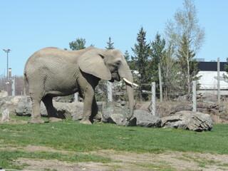 ELEPHANT2