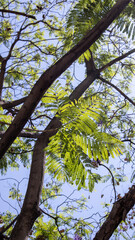 branches against sky