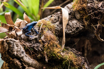 A picture of a blue frog