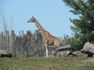 GIRAFFE