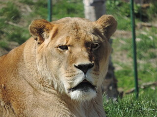 Fototapeta na wymiar LION