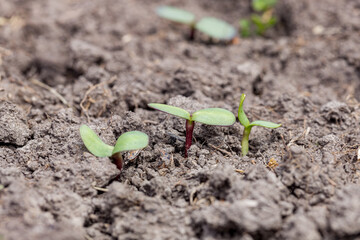 Wildflower seedling growing in garden soil. Gardening, nature and flower garden concept.