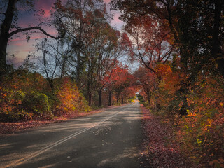 Road in autumn
