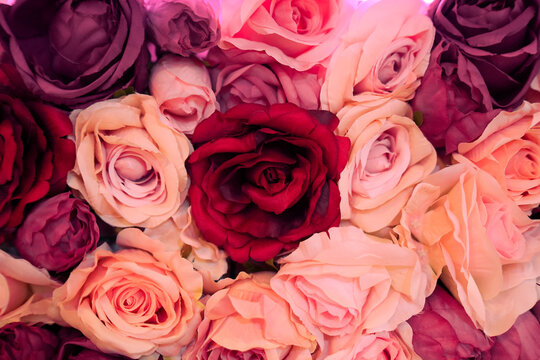 Red, Pink, and White Roses