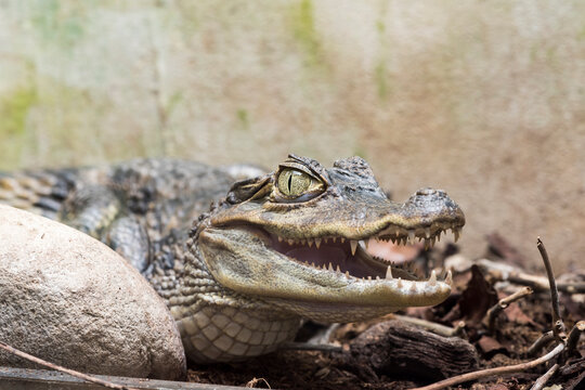 A picture of a crocodile