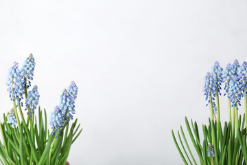 Obraz premium Blooming grape hyacinth (Muscari) on light background