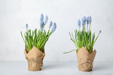 Pots with blooming grape hyacinth plants (Muscari) on light background - obrazy, fototapety, plakaty