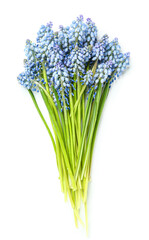 Bouquet of beautiful Muscari flowers isolated on white