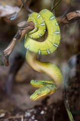 A picture of a snake