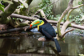 A picture of a toucan