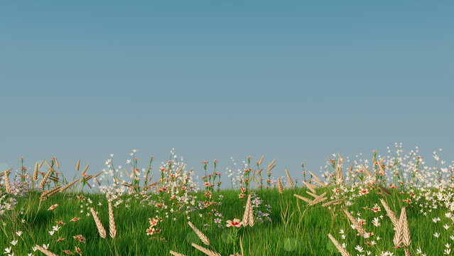 Spring Meadow with Long Grass, Wild Flowers and clear blue sky. Natural Wallpaper with copy space.