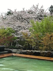 露天風呂と桜