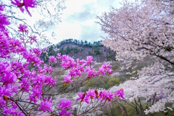 Obraz premium 屏風岩公苑で見た満開のヤマツツジと山桜のコラボ情景＠奈良