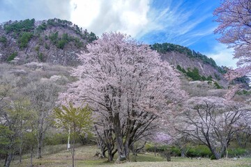 屏風岩をバックに見る満開の山桜の情景＠奈良