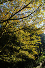 Morning landscape in Alishan National Forest Recreation Area