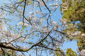 Cherry blossom in Alishan National Forest Recreation Area