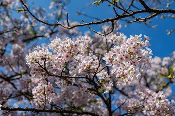 Cherry blossom in Alishan National Forest Recreation Area