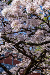 Cherry blossom in Alishan National Forest Recreation Area