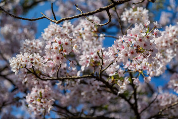 Cherry blossom in Alishan National Forest Recreation Area