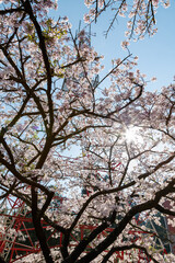 Cherry blossom in Alishan National Forest Recreation Area