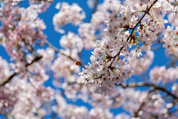 Close up shot of the Cherry blossom in Alishan National Forest Recreation Area