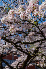 Cherry blossom in Alishan National Forest Recreation Area