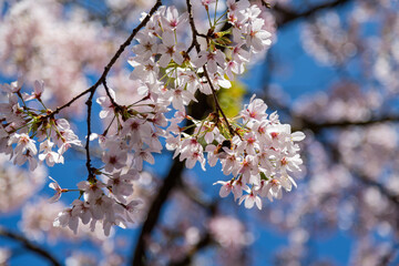 Close up shot of the Cherry blossom in Alishan National Forest Recreation Area