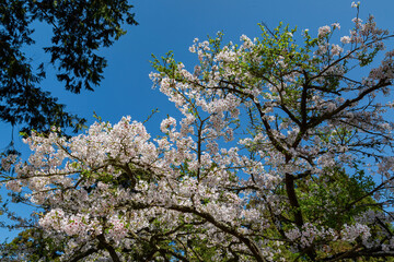 Cherry blossom in Alishan National Forest Recreation Area