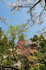 Cherry blossom in Alishan National Forest Recreation Area