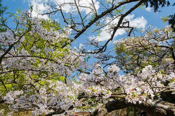 Close up shot of the Cherry blossom in Alishan National Forest Recreation Area