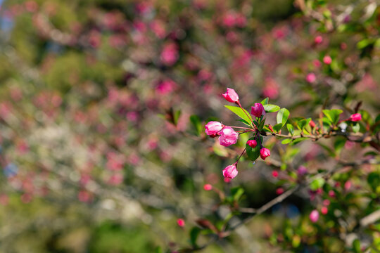Close up shot of Malus halliana blossom in Alishan National Forest Recreation Area