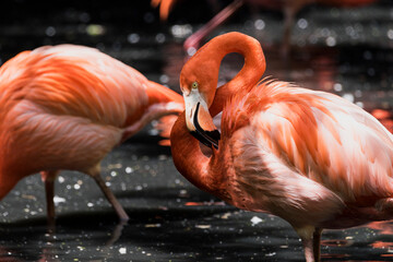 A picture of pink flamingos