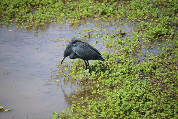 heron in the swamp