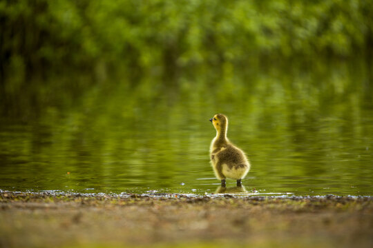 A baby goose standing at the edge of a pond. 