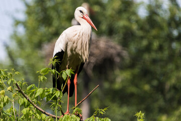 A picture of a stork