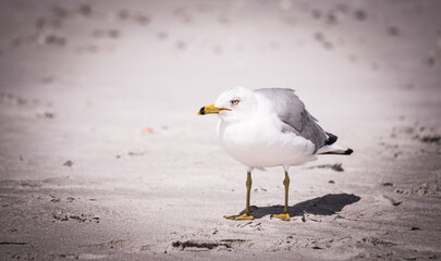 Seagull in the Sand