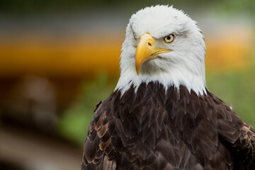 Obraz premium Life at the Zoo