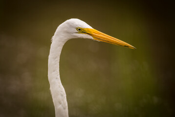 Egret in a pond