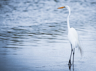 Egret in a pond