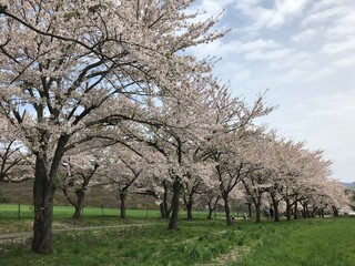 桜並木