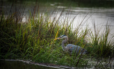 Blue heron fishing in the marsh