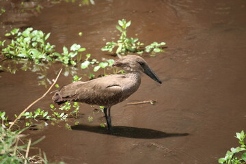 hamerkop in tanzania